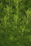 Artemisia abrotanum RCP6-06 316.jpg